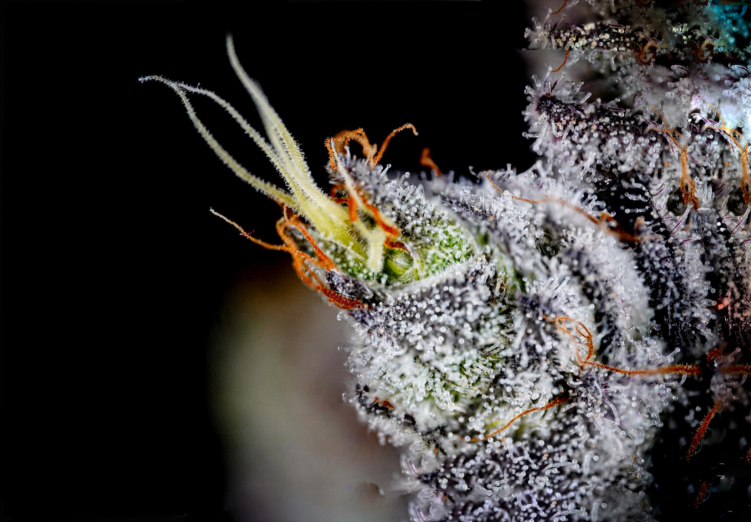 Stacked macro photograph of Cereal: emerging pistils over a trichome-covered calyx